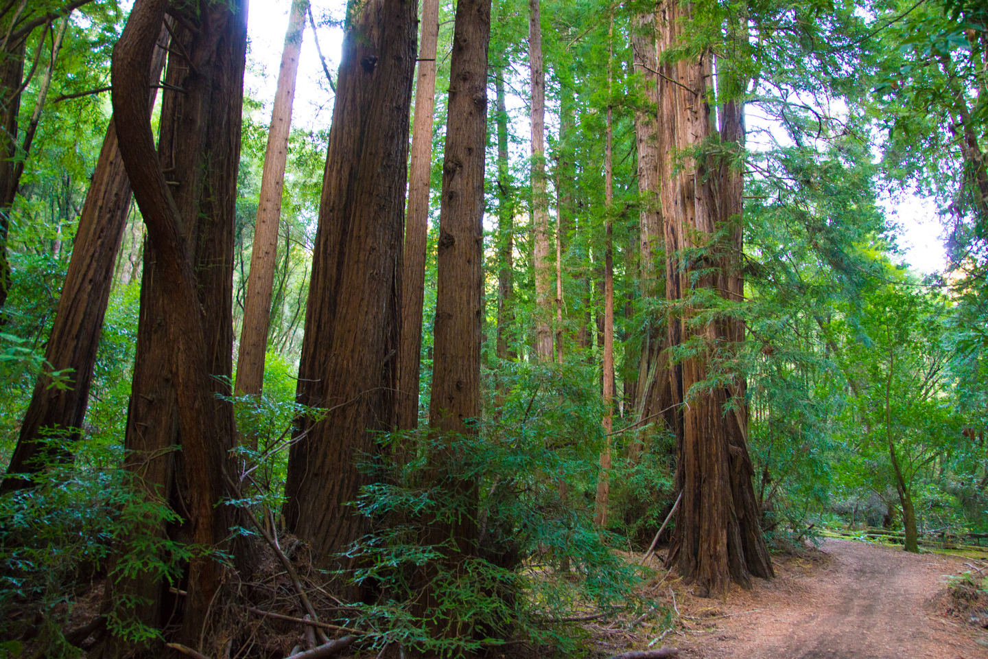 Muir Woods