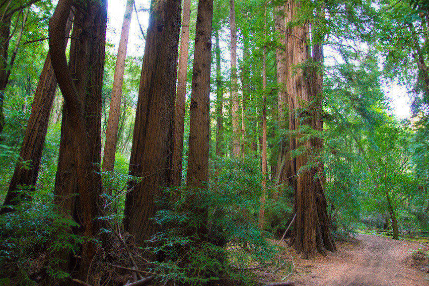 Muir Woods